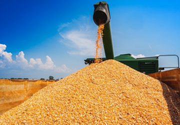 Conab estima safra recorde para milho na 2ª safra com produção superior a 87 milhões de toneladas