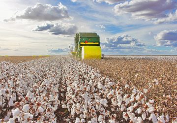 Brasil é o segundo maior exportador mundial de algodão e se prepara para alcançar o topo, com um produto sustentável, tecnológico e de qualidade