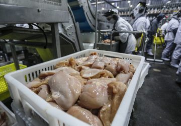 Exportações de frango do Brasil encerram 2022 com recorde