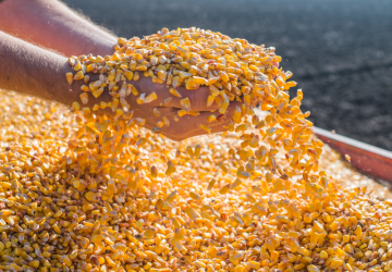 Mapa habilita mais 90 empresas para exportar milho para a China