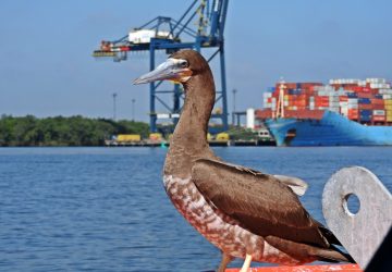 Autoridade Portuária de Santos promove debate online sobre mudanças climáticas